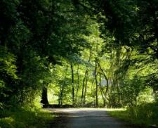 碧桂园港股投资价值分析?碧桂园股票代码是多少